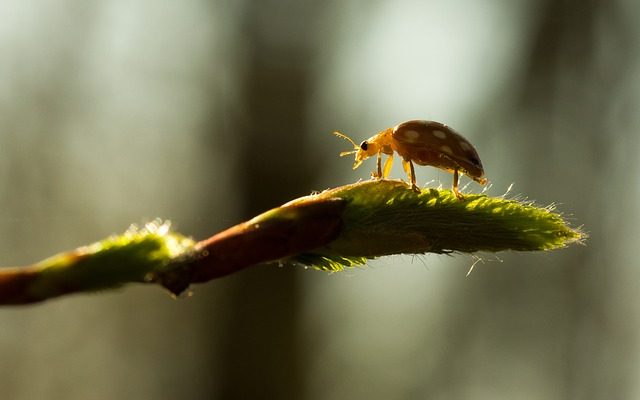 Comment traiter les foreurs du bois