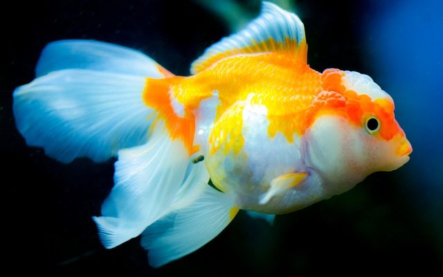 Comment traiter les poissons rouges pour les maladies de la vessie natatoire et la constipation ?
