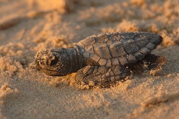 Comment utiliser la vermiculite pour les œufs de reptiles