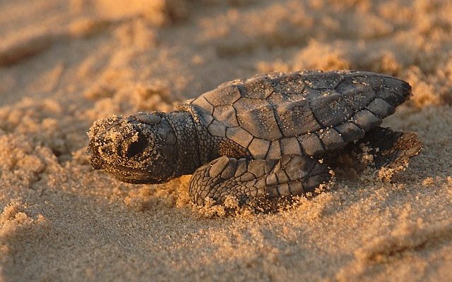 Comment utiliser la vermiculite pour les œufs de reptiles