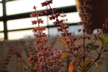 Conseils sur la culture du Basilic ou du Tulsi