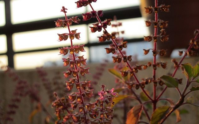 Conseils sur la culture du Basilic ou du Tulsi