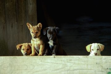 Déformations dues à la spondylose chez le chien