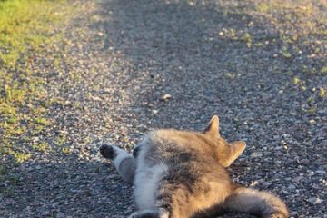 Des moyens uniques pour garder le gravier en place sur une allée en gravier.