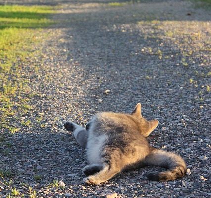 Des moyens uniques pour garder le gravier en place sur une allée en gravier.