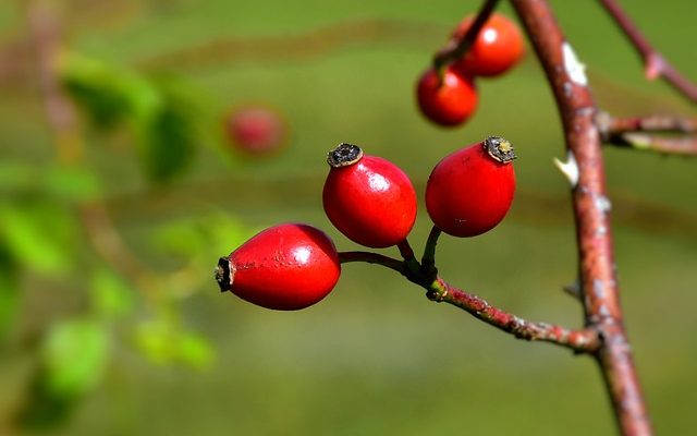 Effets secondaires négatifs des vitamines b complexes