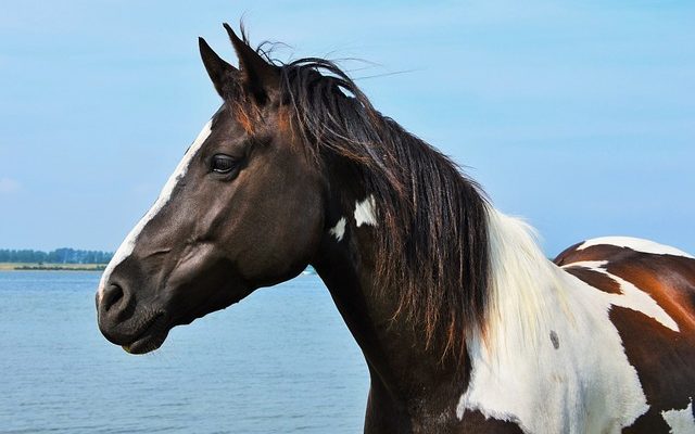 Expérience sur le haricot pinto pour un projet scientifique