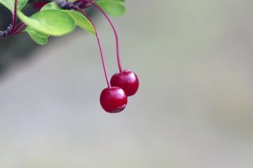 Fruits Fleurs pour un cadeau du 4ème anniversaire