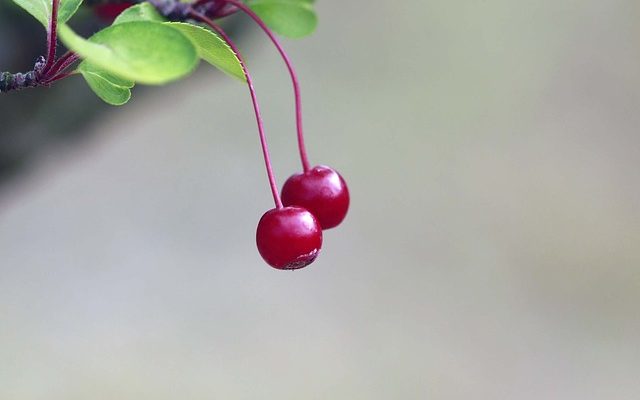 Fruits Fleurs pour un cadeau du 4ème anniversaire