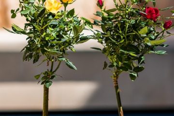 Idées d'arrangement de pots de fleurs d'été pour l'extérieur