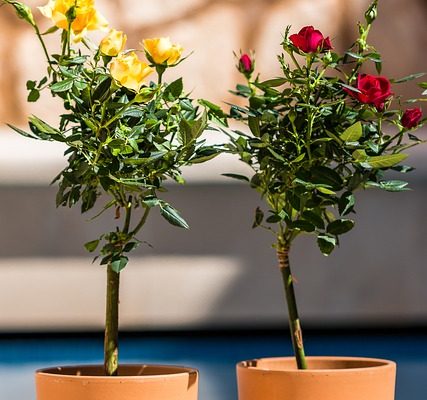 Idées d'arrangement de pots de fleurs d'été pour l'extérieur