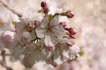 Idées de jardinage facile et bon marché