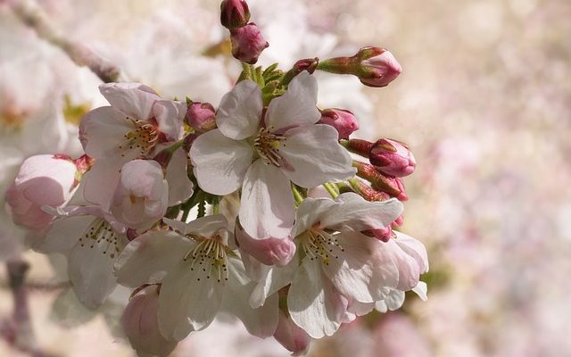 Idées de jardinage facile et bon marché