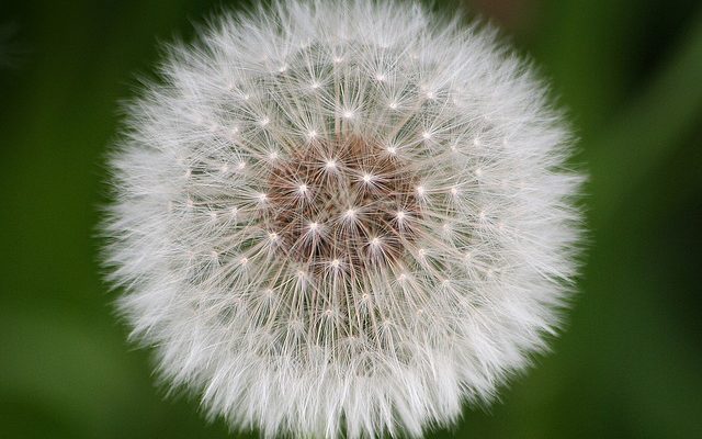 Informations sur les problèmes d'allergies Mini Schnauzer