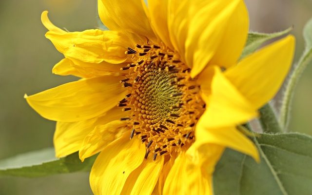 La meilleure façon de remercier quelqu'un qui vous a donné des fleurs.