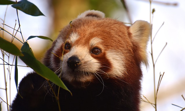 Le cycle de vie complet du panda géant