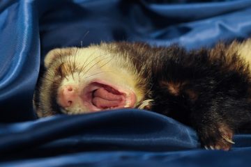 Les furets peuvent-ils manger de la nourriture humaine ?