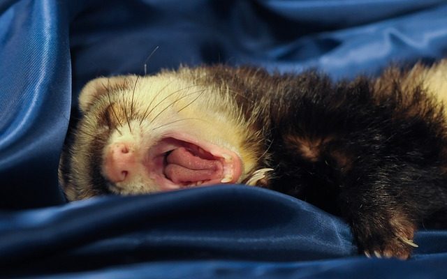 Les furets peuvent-ils manger de la nourriture humaine ?