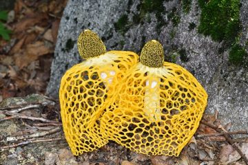 Les inconvénients des gabions