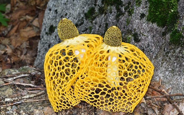 Les inconvénients des gabions