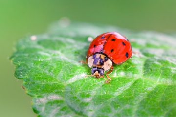 Les plantes qui attirent les coccinelles