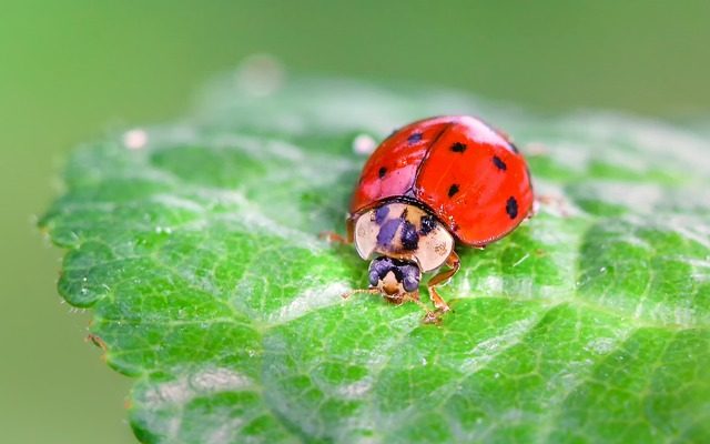 Les plantes qui attirent les coccinelles