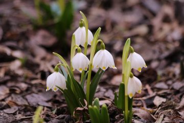 Liste des bulbes à fleurs d'été