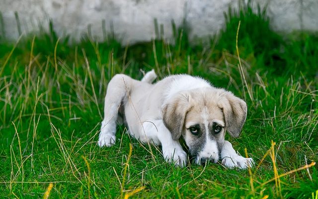 Mousse et vomissements chez les chiens