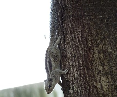 Plantes résistantes aux cerfs et aux lapins.