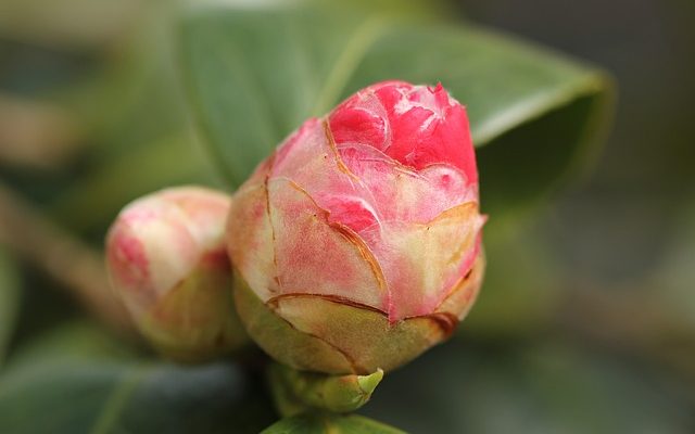 Pourquoi les bourgeons de camélia tombent-ils ?