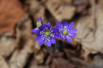 Pourquoi mes feuilles d'orchidées jaunissent ?