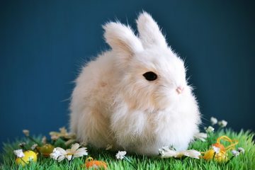 Problèmes de fourrure de lapin