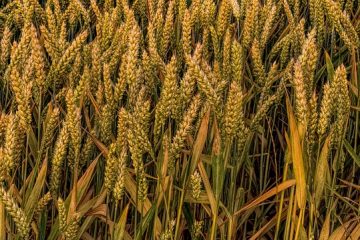 Quel mois pour planter des graines de graminées ?