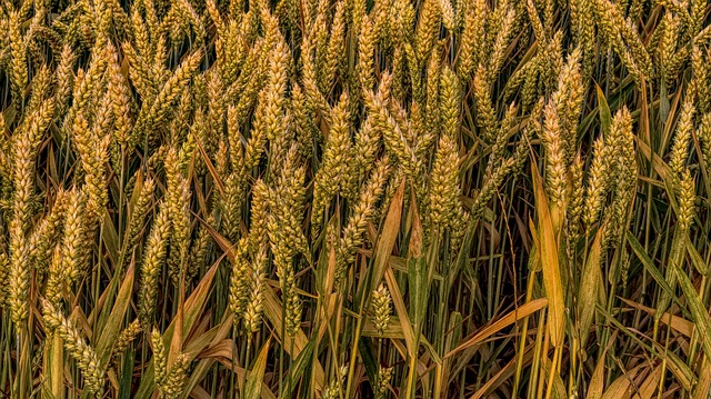 Quel mois pour planter des graines de graminées ?