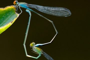 Quelle est la différence entre une ou deux roues sur les talons ?