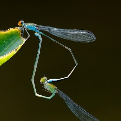 Quelle est la différence entre une ou deux roues sur les talons ?