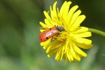 Quelles sont les odeurs qui attirent les coccinelles ?