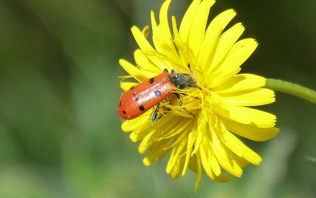 Quelles sont les odeurs qui attirent les coccinelles ?