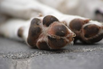 Quels sont les traitements pour le gonflement de l'articulation de la patte avant des chiens ?