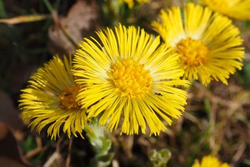 Remède naturel pour la toux du chenil