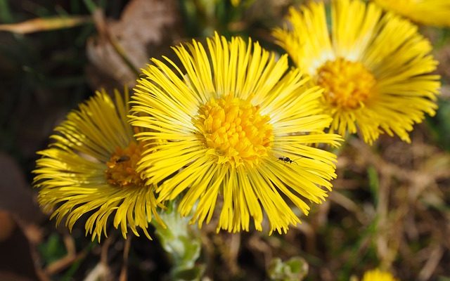 Remède naturel pour la toux du chenil