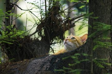 Répulsifs naturels pour chats