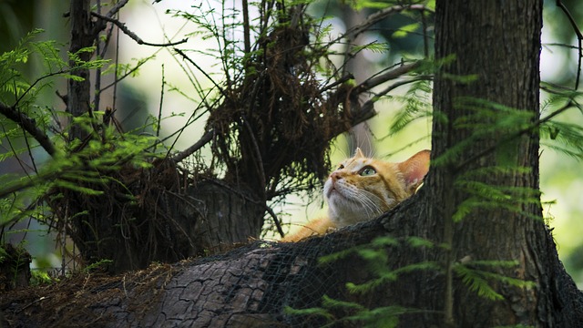 Répulsifs naturels pour chats