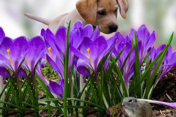 Signes et symptômes de la mort du cancer chez le chien