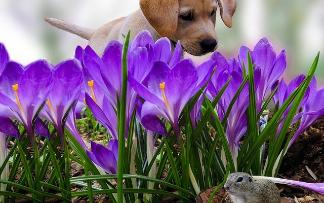 Signes et symptômes de la mort du cancer chez le chien