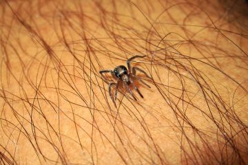 Symptômes courants d'une morsure d'araignée domestique