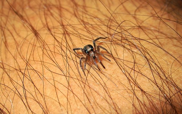 Symptômes courants d'une morsure d'araignée domestique