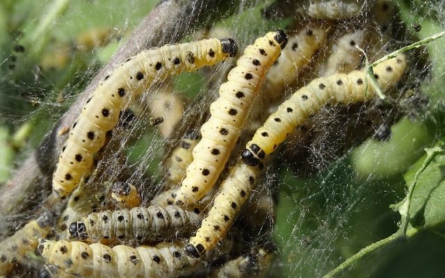 Teneurs normales en urée