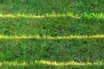 Types de plantes cultivées dans un sol limoneux