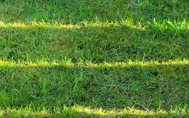 Types de plantes cultivées dans un sol limoneux